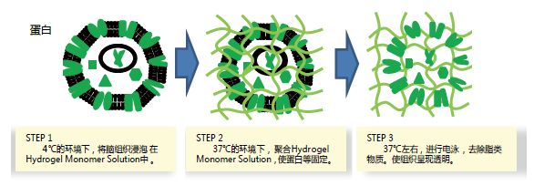 VA-044（细胞生物级别）