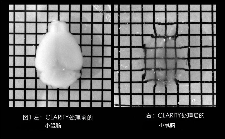 VA-044（细胞生物级别）