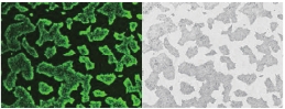 rBC2LCN-PE23