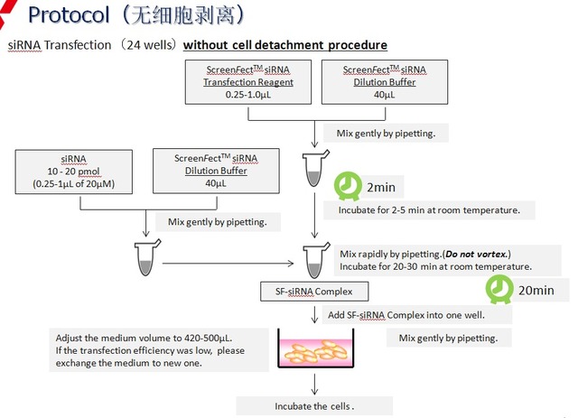 siRNA专用转染试剂ScreenFect™ siRNA