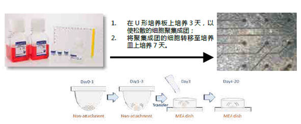 人iPS细胞来源的心肌细胞，用于高通量分析                              ReproCardio 2