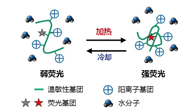 可检测细胞温度的荧光探针                              Thermoprobe®