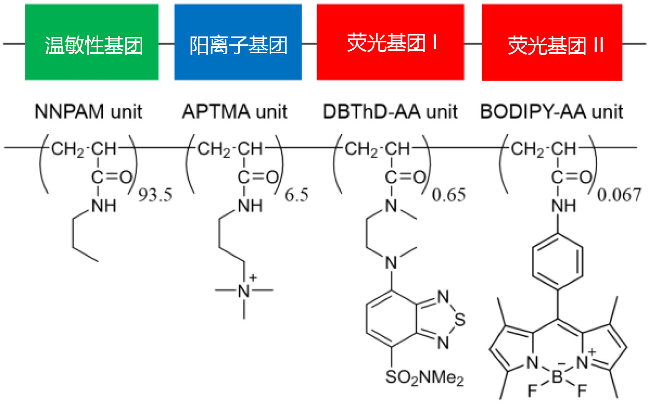 可检测细胞温度的荧光探针                              Thermoprobe®