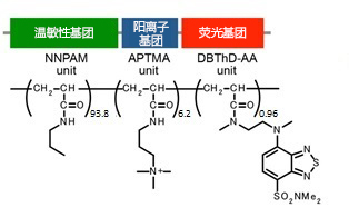 可检测细胞温度的荧光探针                              Thermoprobe®