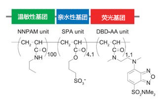 可检测细胞温度的荧光探针                              Thermoprobe®