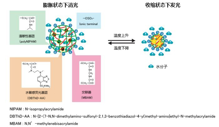 可检测细胞温度的荧光探针                              Thermoprobe®