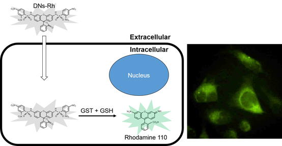 DNs-Rh ＜Cell-based GST Activity Assay Reagent＞                              可用于活细胞的GST活性检测探针