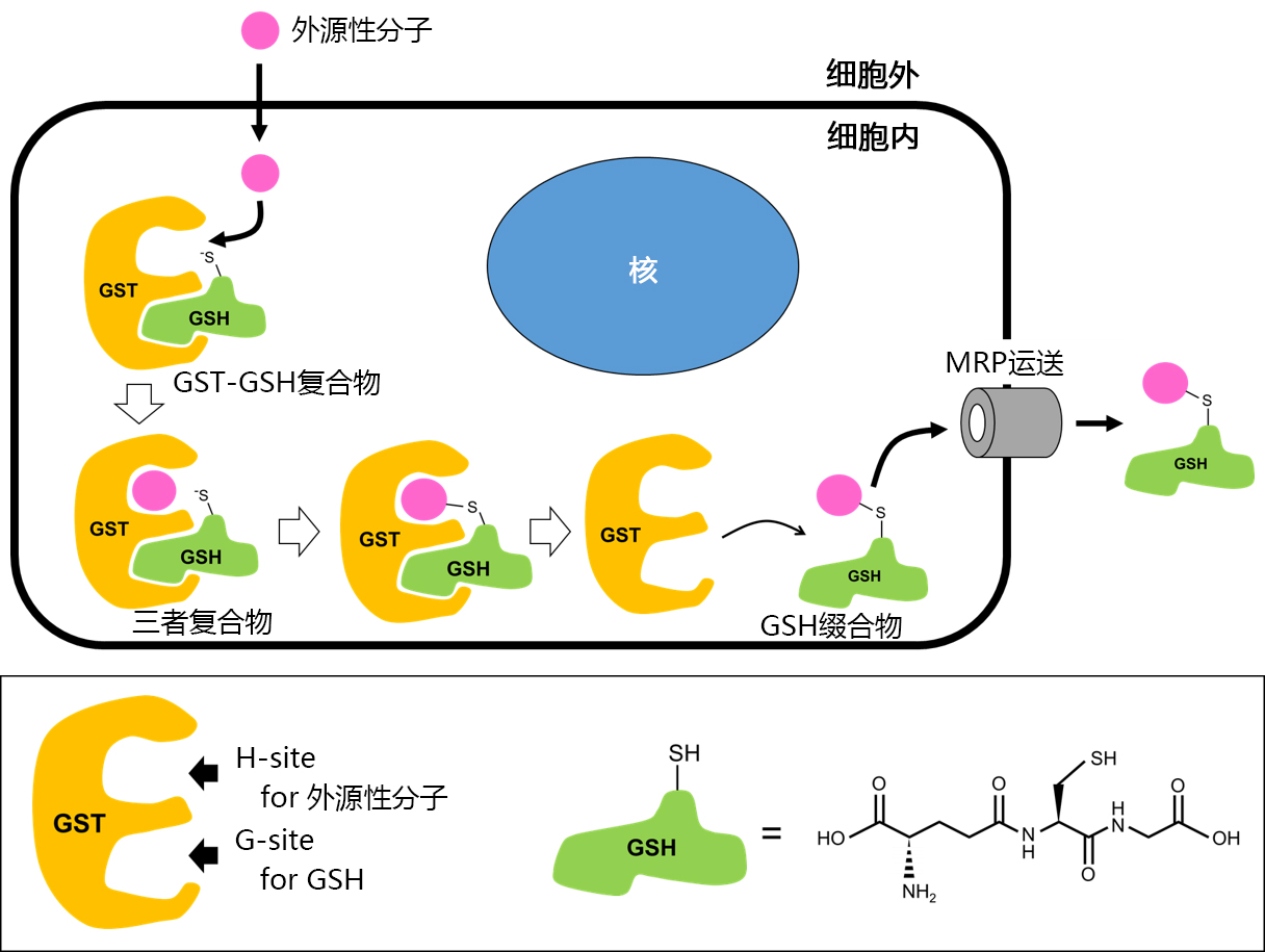 DNs-Rh ＜Cell-based GST Activity Assay Reagent＞                              可用于活细胞的GST活性检测探针