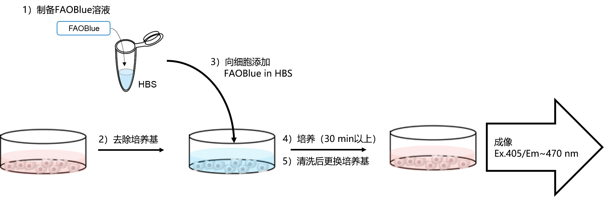 FAOBlue                              可荧光定量活细胞的脂肪酸β-氧化（FAO）活性的试剂