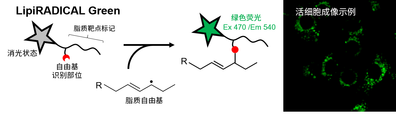 0416097388103263.jpg LipiRADICAL Green(检测试剂)/OH-Pen(抑制物质) 脂质过氧化研究的新工具!脂质自由基检测试剂和抑制物质