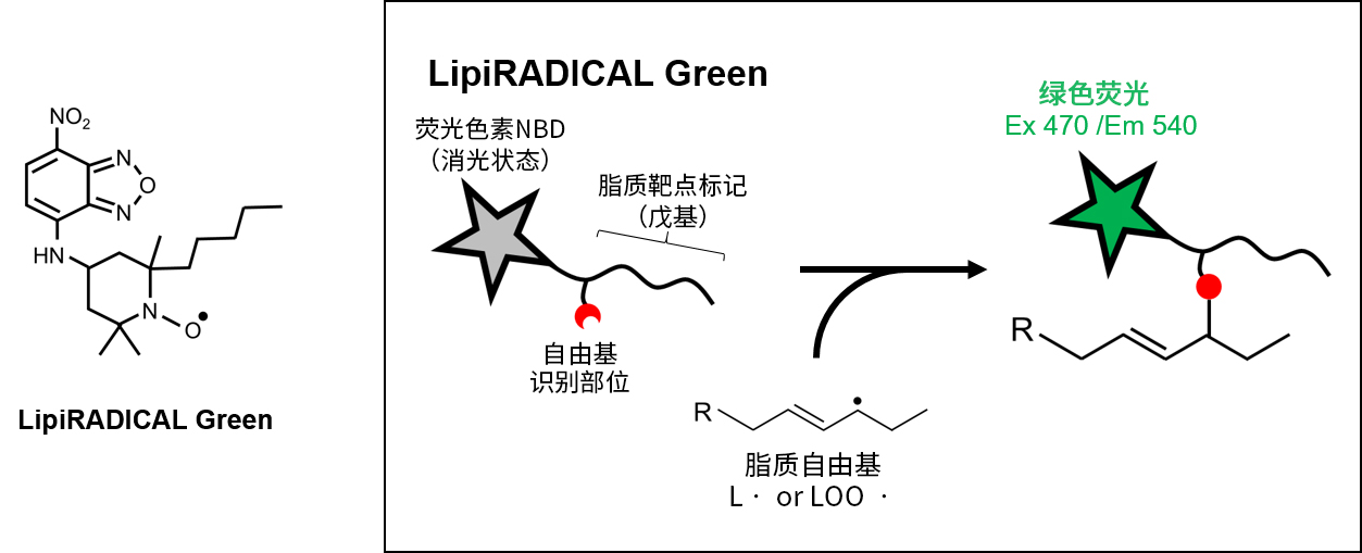 0416097393688500.jpg LipiRADICAL Green(检测试剂)/OH-Pen(抑制物质) 脂质过氧化研究的新工具!脂质自由基检测试剂和抑制物质