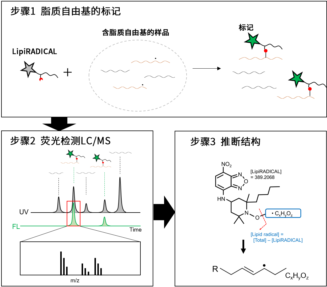 0416097401595954.jpg LipiRADICAL Green(检测试剂)/OH-Pen(抑制物质) 脂质过氧化研究的新工具!脂质自由基检测试剂和抑制物质