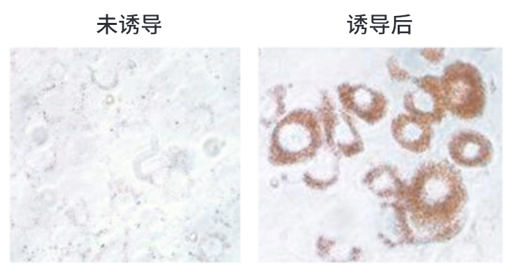 脂肪形成检测试剂盒                              Adipogenesis assay kit