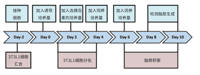 脂肪形成检测试剂盒                              Adipogenesis assay kit