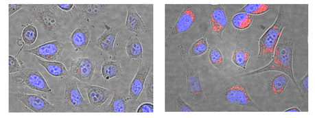 溶酶体细胞毒理检测试剂盒                              Lyso-ID® Red cytotoxicity kit