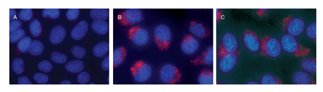 溶酶体细胞毒理检测试剂盒                              Lyso-ID® Red cytotoxicity kit