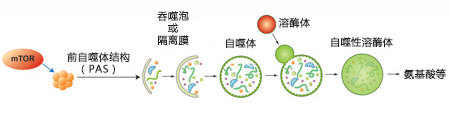 CYTO-ID® 自噬检测试剂盒 2.0                              CYTO-ID® Autophagy detection kit 2.0