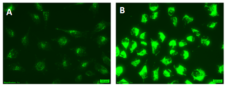 CYTO-ID® 自噬检测试剂盒 2.0                              CYTO-ID® Autophagy detection kit 2.0