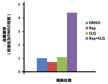 CYTO-ID® 自噬检测试剂盒 2.0                              CYTO-ID® Autophagy detection kit 2.0