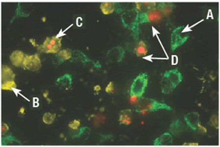 GFP-CERTIFIED® 细胞凋亡/坏死检测试剂盒                              GFP-CERTIFIED® Apoptosis/Necrosis detection kit