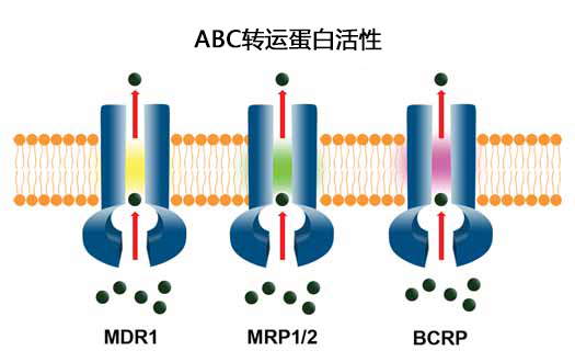 多药耐药性检测试剂盒——监测三种ABC转运蛋白                              EFLUXX-ID® multidrug resistance assay kit