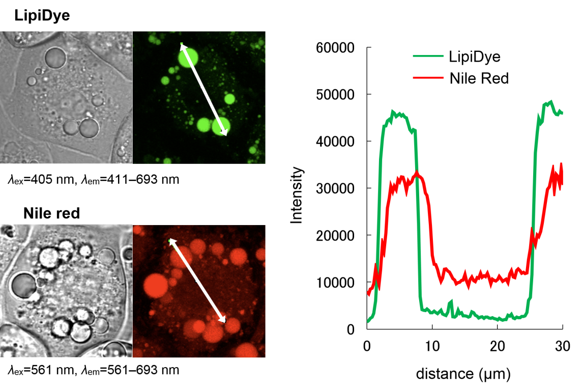 LipiDye Lipid Droplet Green	                              高灵敏度的脂滴活细胞成像荧光染料