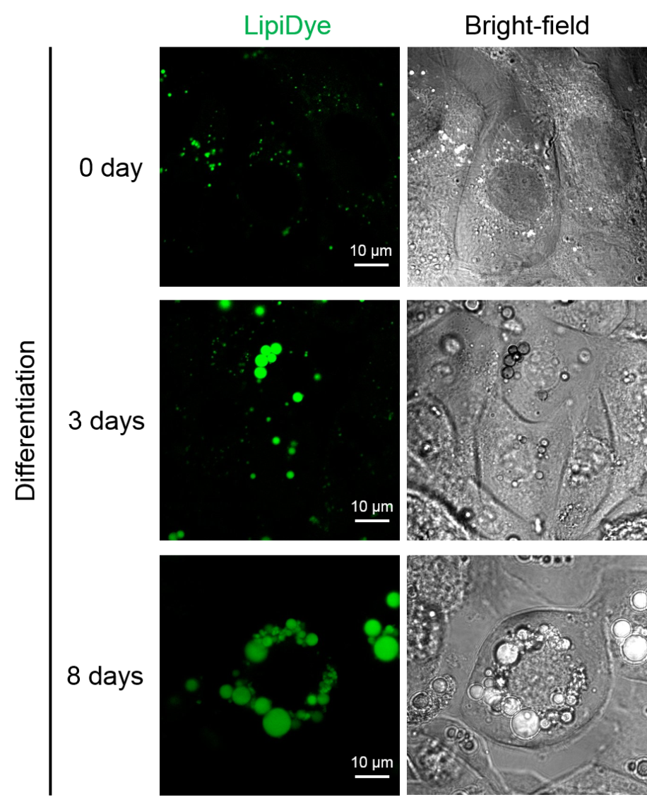 LipiDye Lipid Droplet Green	                              高灵敏度的脂滴活细胞成像荧光染料