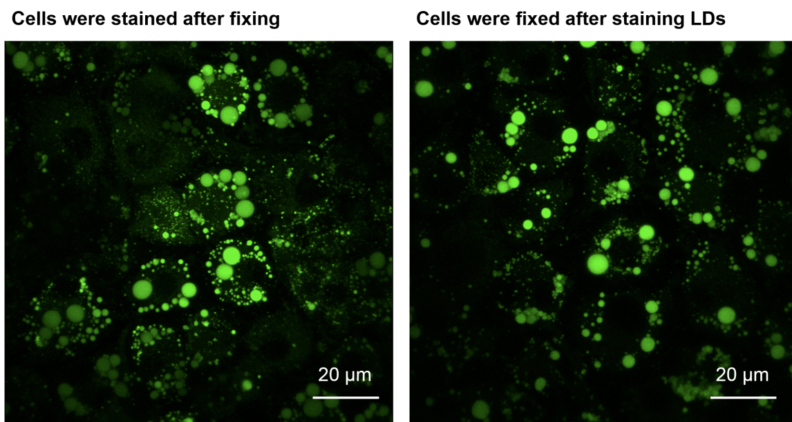 LipiDye Lipid Droplet Green	                              高灵敏度的脂滴活细胞成像荧光染料