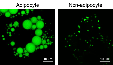 LipiDye Ⅱ                              高灵敏度脂滴长时间成像荧光染料