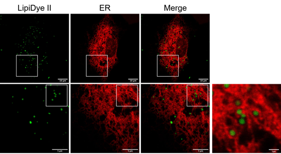 LipiDye Ⅱ                              高灵敏度脂滴长时间成像荧光染料