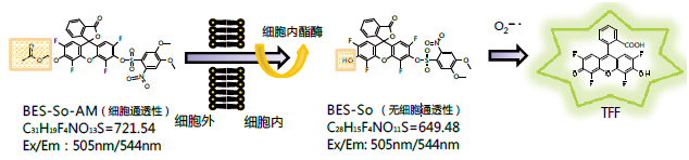 BES 特异性荧光探针