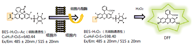 BES 特异性荧光探针