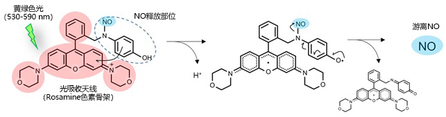 Controllable Nodonor,NO-Rosa5                              在任意范围、时间通过可视光照射释放NO(Nitric oxide)的试剂