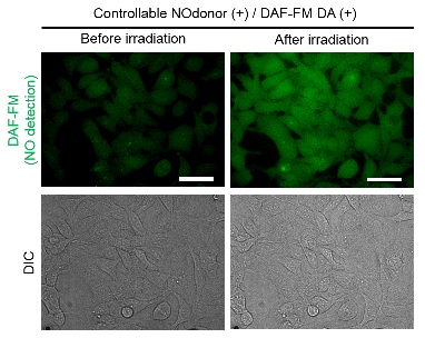 Controllable Nodonor,NO-Rosa5                              在任意范围、时间通过可视光照射释放NO(Nitric oxide)的试剂