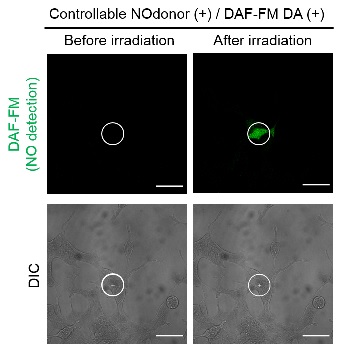 Controllable Nodonor,NO-Rosa5                              在任意范围、时间通过可视光照射释放NO(Nitric oxide)的试剂