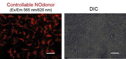 Controllable Nodonor,NO-Rosa5                              在任意范围、时间通过可视光照射释放NO(Nitric oxide)的试剂