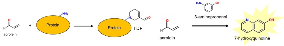 AcroleinRED                              细胞水平氧化应激标记物丙烯醛的检测试剂