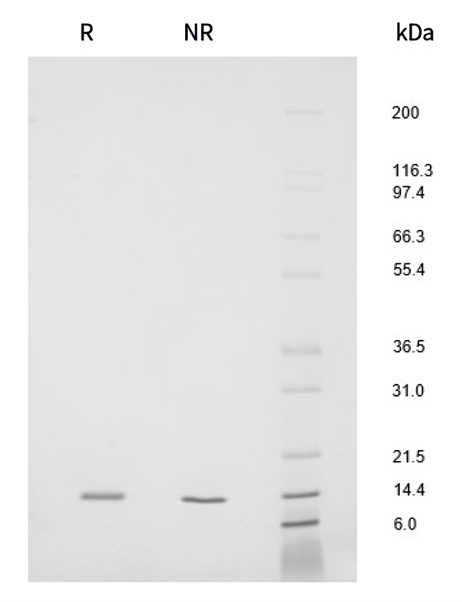 Shenandoah CTGrade 重组蛋白系列                              优化细胞增殖和免疫治疗功能