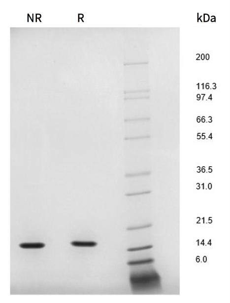 Shenandoah CTGrade 重组蛋白系列                              优化细胞增殖和免疫治疗功能