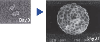 温敏性水凝胶                              Mebiol ®  Gel