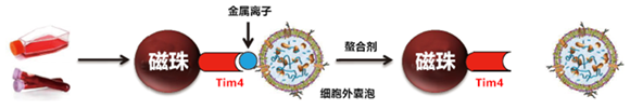 MagCapture™ 外泌体提取试剂盒                              MagCapture™ Exosome Isolation Kit PS