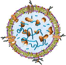 MagCapture™ 外泌体提取试剂盒                              MagCapture™ Exosome Isolation Kit PS