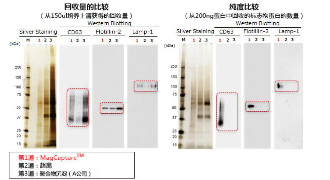 MagCapture™ 外泌体提取试剂盒                              MagCapture™ Exosome Isolation Kit PS