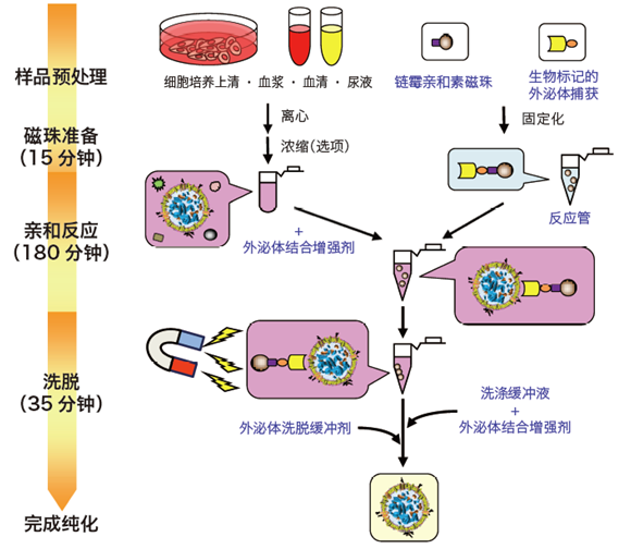 MagCapture™ 外泌体提取试剂盒                              MagCapture™ Exosome Isolation Kit PS