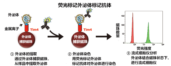 PS Capture™ 外泌体流式试剂盒                              PS Capture™ Exosome Flow Cytometry Kit