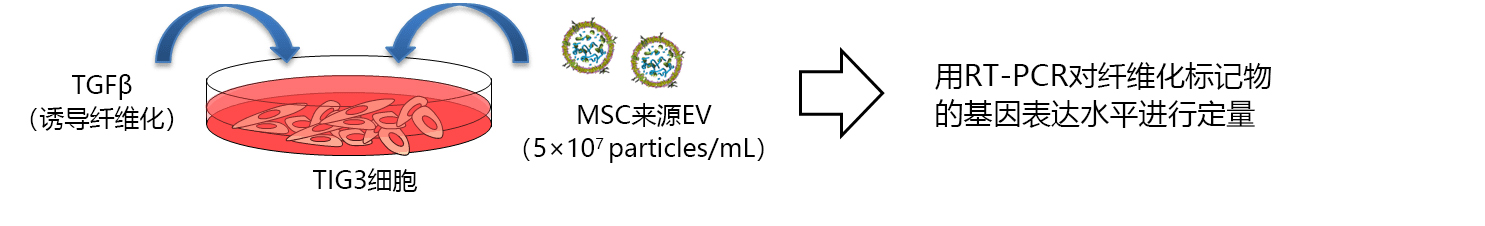 EV-Up™ 间充质干细胞专用外泌体生产用培养基