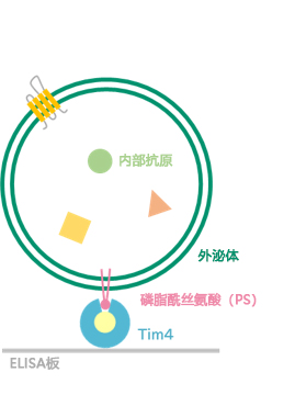 EV-Perm™ 外泌体膜渗透处理用试剂盒