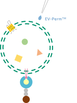 EV-Perm™ 外泌体膜渗透处理用试剂盒