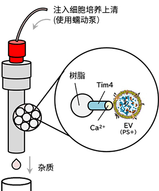 MassivEV™ EV纯化分离柱 PS/MassivEV™ EV纯化缓冲液套装                              用于大规模纯化外泌体等细胞外囊泡的分离柱