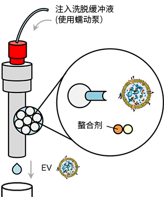 MassivEV™ EV纯化分离柱 PS/MassivEV™ EV纯化缓冲液套装                              用于大规模纯化外泌体等细胞外囊泡的分离柱